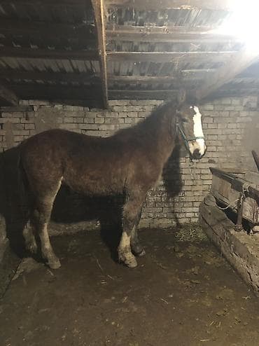 лайки собаки: Продаю | Жеребец | Полукровка | Конный спорт — 4