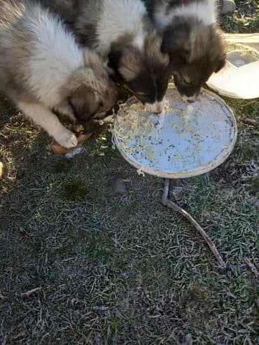 французский бульдог купить бишкек: Алабай, 3 месяца, Самец — 3