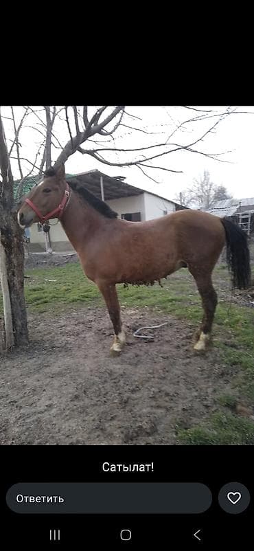 Ветеринар кызматы: Сатам | Тай — 2