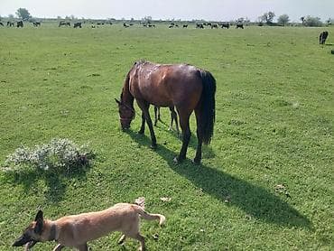 продаю кунан: Продаю | Кобыла (самка) | Для разведения — 6