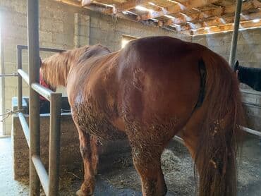 мейн кун бишкек питомник lyubushka купить котенка цена: Продаю | Кобыла (самка) | На забой, Для разведения, Для молока — 4