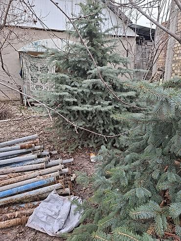 Ель голубая (Picea pungens glauca) для озеленения участка. - Пышная