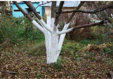 ночь охрана: Осенняя обрезка плодовых деревьев обработка от вредителей грибковых — 2