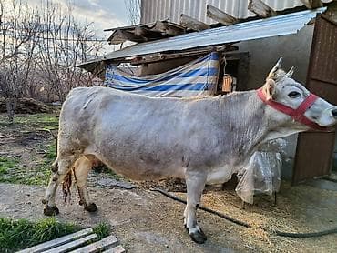 козулу кой: Продаю | Корова (самка) | Для молока | Привязанные — 2