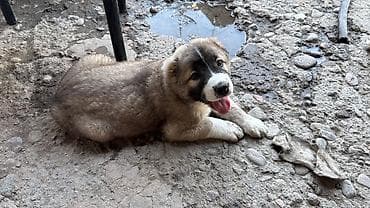 golden retriever: Продаю щенят мальчик и девочка 1.5 месяца. Кто серьезный пишите — 1