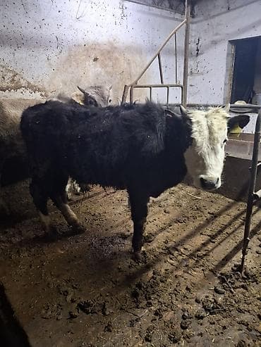 ангус телёнок: Продаю | Бык (самец) | Алатауская, Полукровка | Для разведения, На откорм | Привязанные, Искусственник — 4