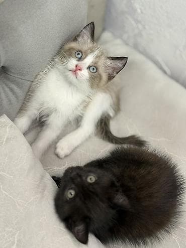 Мышыктар: Котята домашние, короткошёрстные. В помёте два малыша: - Окрас — 3