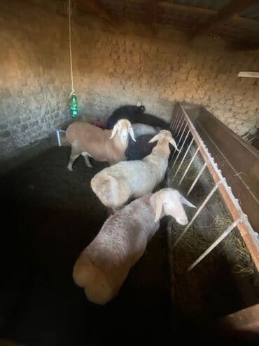 сколько стоит корова дойная: Продаю | Баран (самец) — 8
