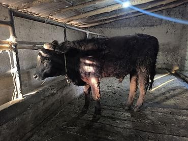 быки породистые: Продаю | Бык (самец) | Ангус — 4