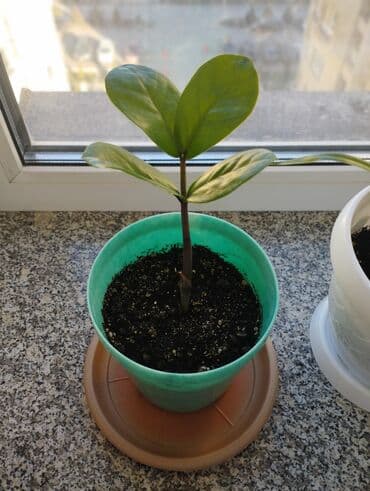 цветок доллар: Замиокулькас ( долларовое дерево)
250 сом — 2