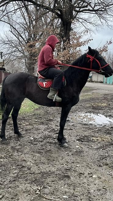 Продаю | Жеребец | Конный спорт — 1