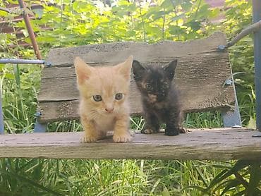 Кошки: Отдам котят в хорошие руки. Помёт из 4 малышей: - Окрас: рыжий — 2