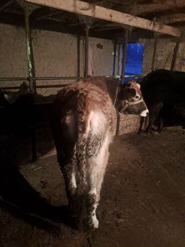 дойныйе коровы: Продаю | Тёлка | Полукровка | На откорм | Привязанные — 1