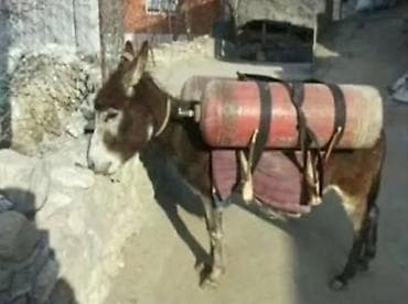 продам индоуток: Турбо ишак — 1