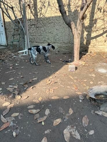 Вязка собак: Дратхаар, 2 месяца, Самец, С прививкой — 4