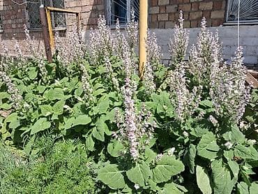 семенной: Шалфей мускатный (Salvia sclarea) — декоративно-пряное многолетнее — 1