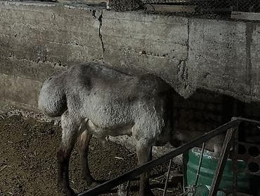 живой вес: Продаю | Баран (самец) | Гиссарская | На забой, Для разведения — 7