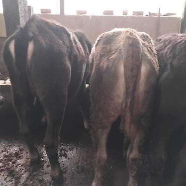 для корма: Продаю | Музоо, торпок | На откорм — 3