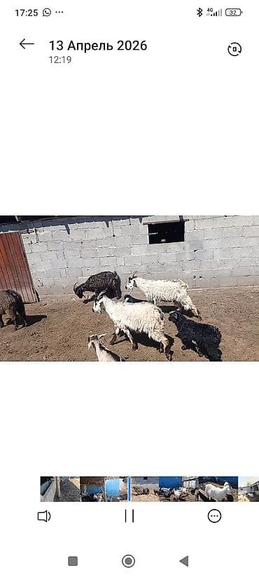 колбасный цех кара балта: Продаю | Коза (самка) | Для молока | Котные — 6