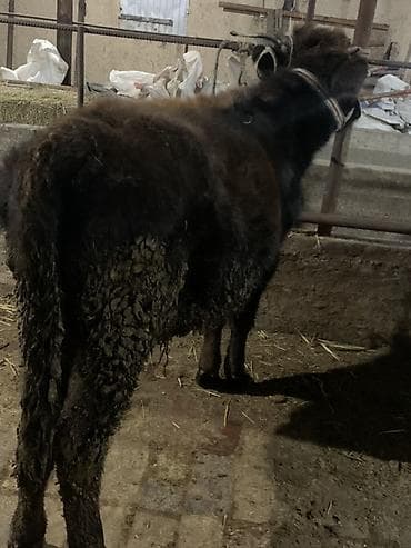 седло для осла: Молодой осёл (вьючный тип) - Порода: домашний осёл, тёмный окрас с — 4