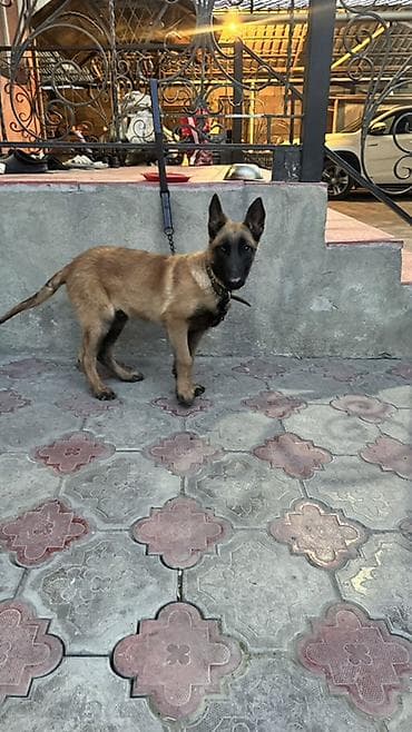 электро ошейник для собак: Бельгийская овчарка, 4 месяца, Самец, С прививкой — 4