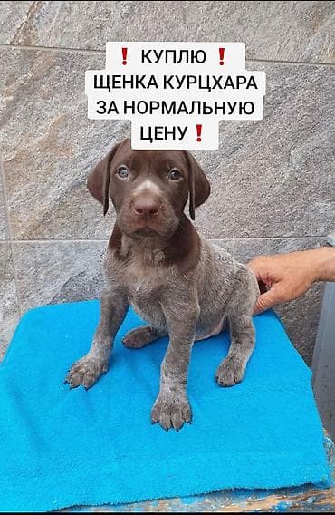 Куплю | Другие с/х животные