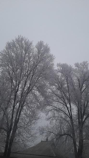 сокулуе: Саженцы малины из личного сада - Сортовая садовая малина, крепкие — 1