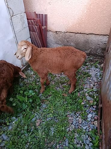 узи аппарат для животных цена: Продаю | Баран (самец) | На забой — 5