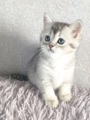 котята сибирской кошки: Скотиш Страйт (Шотландская прямоухая), 1 месяц, Девочка, Серебристая шиншилла, Приучена к лотку, Проглистована — 6