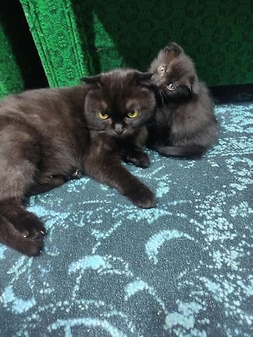 Черные шотландские котята (вислоухие) .4котёнка осталось с короткой