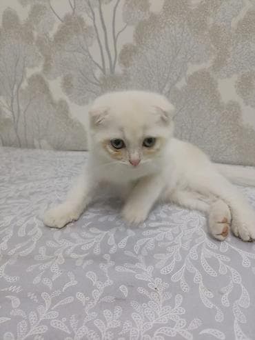 кошка талас: Британская короткошёрстная, 3 месяца, Мальчик — 4