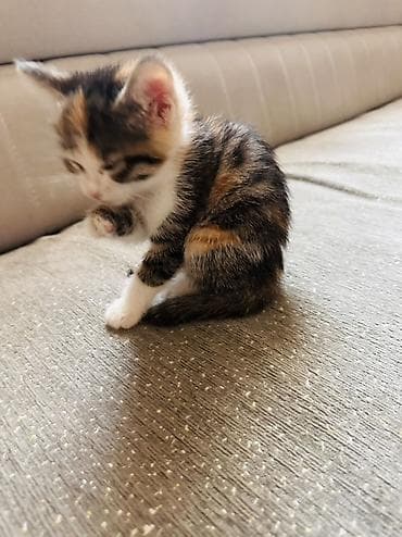 кошка в бишкеке: Котёнок трёхцветный (черепаховый окрас) с белыми «носочками» и — 2