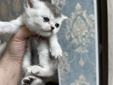 серебристая шиншилла: Британские короткошерстные котята, окрас шиншилла/силвер-шейдед — 7