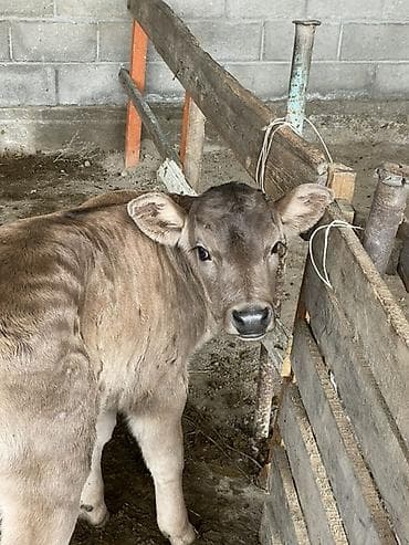 кошка сокулук: Сатам | Бука (эркек) | Бордоп семиртүү үчүн | Асыл тукумдуу — 1