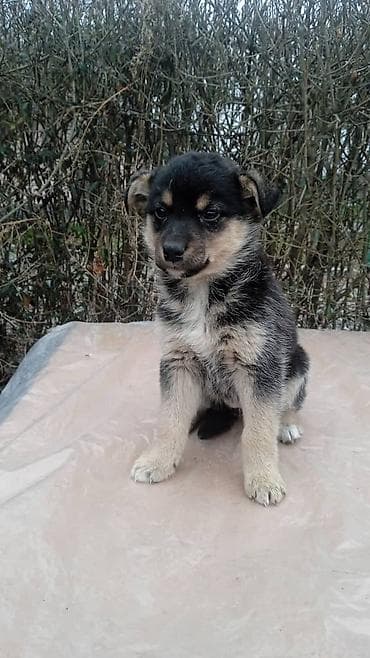 Аквариумдар: Ит бекер берилет: Овчарка, 2 айлык, Ургаачы — 2