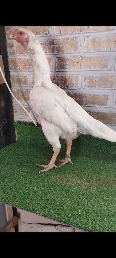 живые куры: Продаю | Цыплята | Бойцовая | Для боев — 6