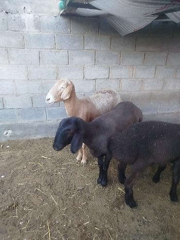 домашние птицы: Продаю | Овца (самка) | Для разведения | Племенные — 1