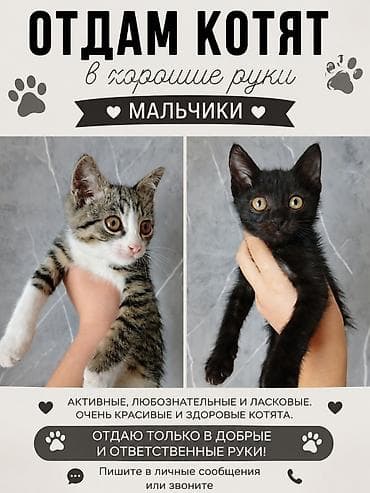 ориентальные котята купить: Кошка даром: Беспородная, Мальчик — 1