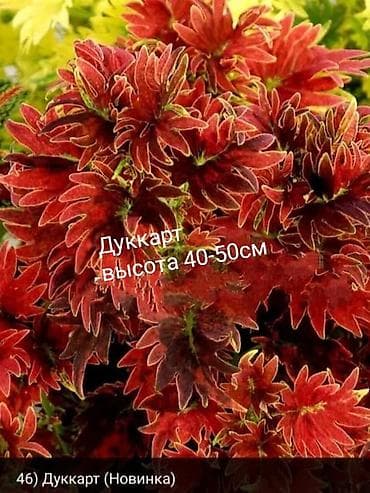 алма яблока: Открыта продажа сортовых КОЛЕУСОВ. цена за срез 100 сом.В коллекции — 6