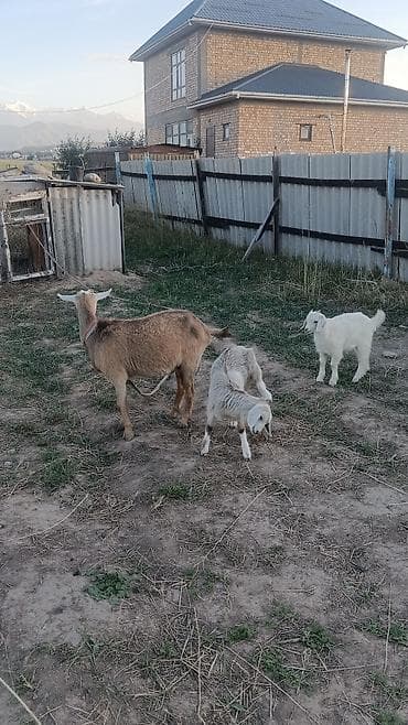 кой коро: Продаю | Коза (самка) | Полукровка | Для молока — 5