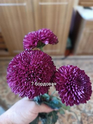 плетистые розы: Саженцы цветка: Хризантемы, Самовывоз — 2