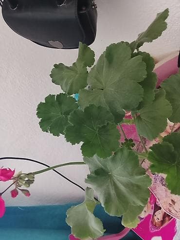 цветущую герань: Комнатный цветок 🌺🌺🌺🌺🌺. быстро растущий цветок . 1 в наличии — 4