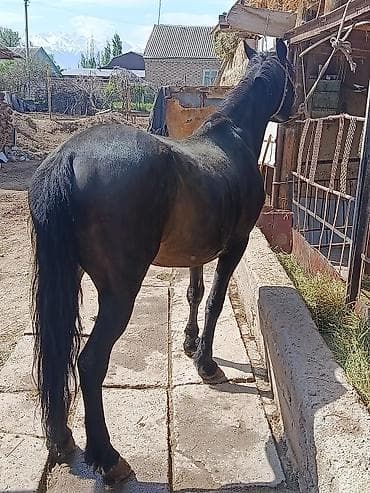 кой порода: Продаю | Конь (самец) | Рабочий — 3