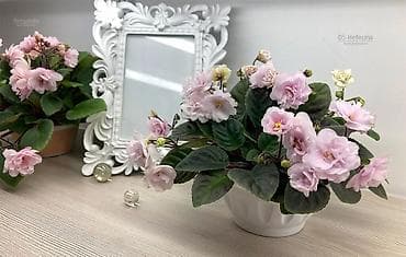 Дом и сад: Продаю деткистартеры сортовых фиалок🌺🌿🌺. От 100сом. Есть взрослые — 5