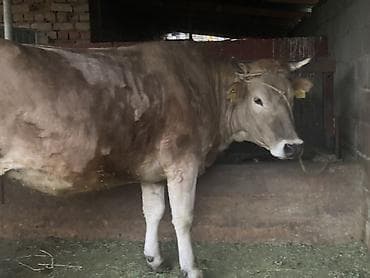 британская кошка цена бишкек: Продаю | Корова (самка) | Для разведения, Для молока | Привязанные — 6