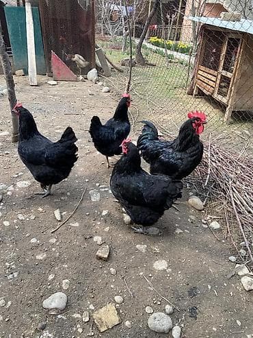 Башка азыктануучу азык-түлүктөр: Свежие яйца для инкубации, Жиерси ГИГАНТ — 4