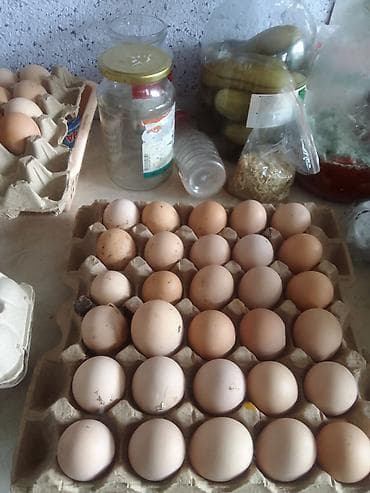 Кошки: Продаю | Инкубационные яйца | На забой, Для разведения, Несушки — 5