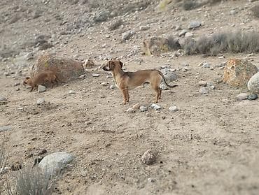 питбуль собака цена: Собака даром: Такса, 1 год, Самец — 1