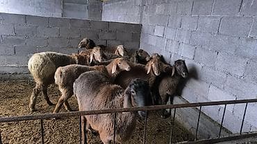 брошенные куры: Продаю | Ягненок | Арашан | Для разведения | Ягнившаяся — 2