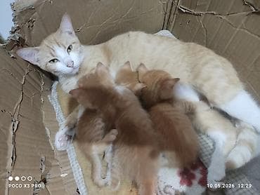 котята в караколе: 1 месяц, Мальчик, С прививками — 2